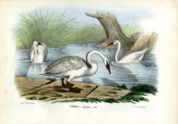 Mute Swan, 1863-79